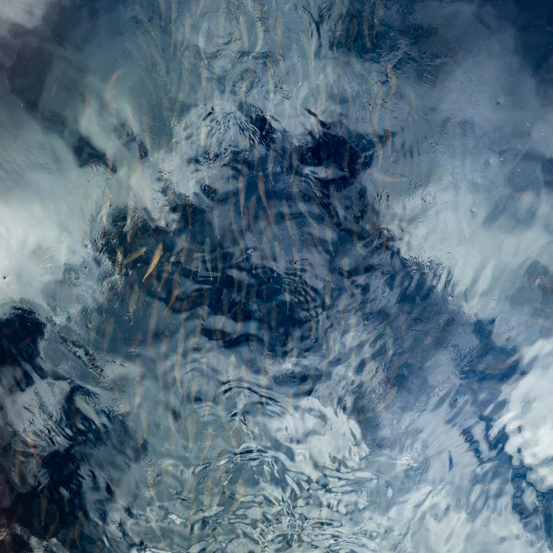 benella_kalankasvatus_vaaraniemi_kasvattajasivu_02