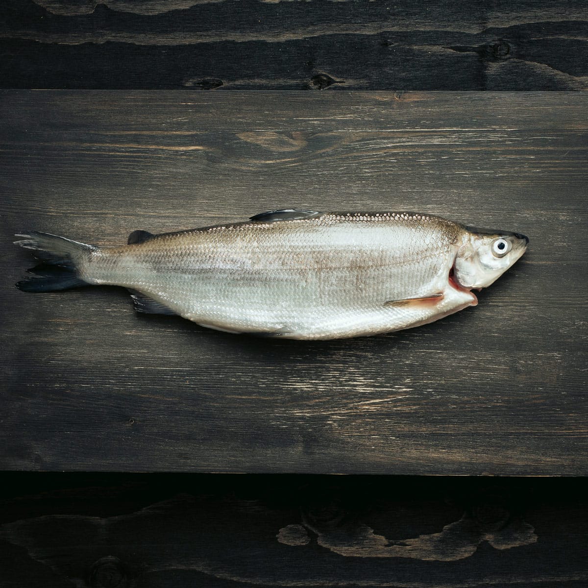 benella_siika_kokonainen_ylhaalta_web