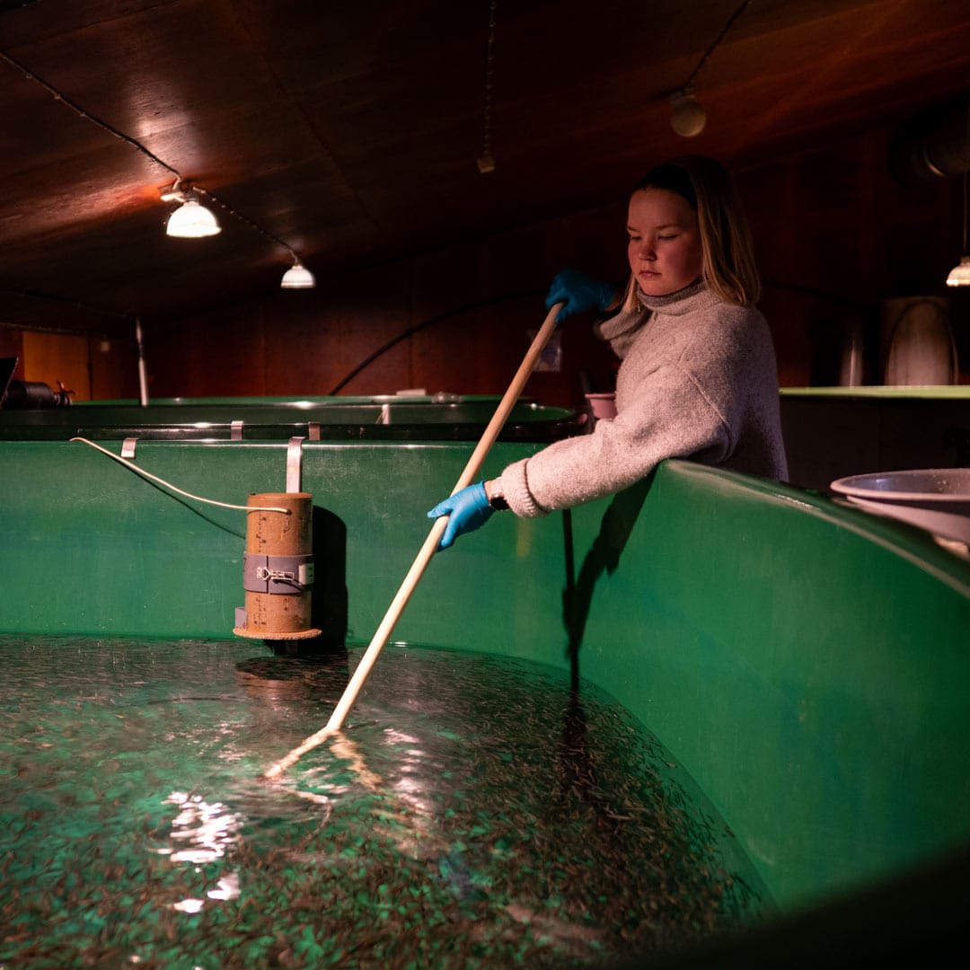 benella_kainuun_lohi_kasvattajasivu_06